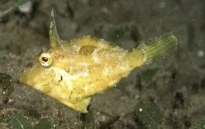 Hairfinned leatherjacket (Paramonacanthus japonicus)