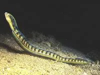 Hairtail blenny (Xiphasia setifer)