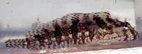 Hairy blenny (Labrisomus nuchipinnis)