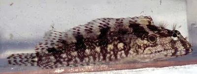 Hairy blenny (Labrisomus nuchipinnis)