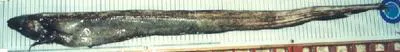 Hairy conger (Bassanago albescens)