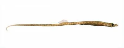 Hairy pipefish (Urocampus carinirostris)