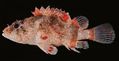 Hairy scorpionfish (Scorpaenodes hirsutus)
