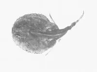 Hairy seabat (Halieutaea hancocki)