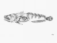 Hairy toadfish (Batrachoides liberiensis)