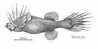 Hairyfish (Mirapinna esau)