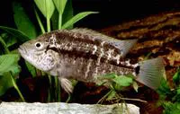 Haitian cichlid (Nandopsis haitiensis)