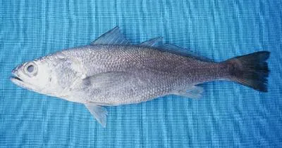 Hake weakfish (Cynoscion nortoni)