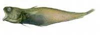 Hakeling (Physiculus fulvus)