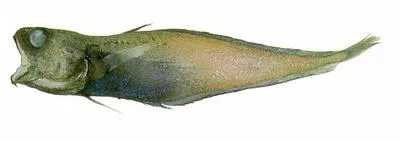 Hakeling (Physiculus fulvus)