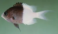 Half-and-half chromis (Chromis iomelas)