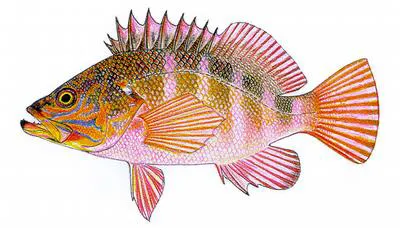 Half-banded seaperch (Hypoplectrodes maccullochi)