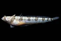 Half-banded stargazer (Gillellus semicinctus)