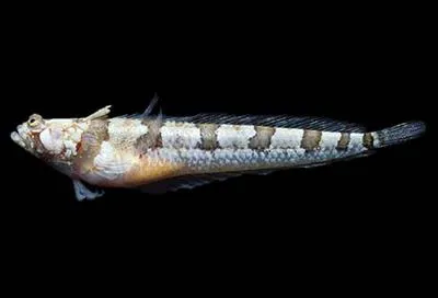 Half-banded stargazer (Gillellus semicinctus)