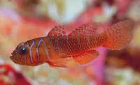 Half-barred goby (Priolepis semidoliata)