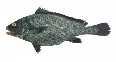 Half-mourning croaker (Paranibea semiluctuosa)