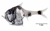 Half-naked hatchetfish (Argyropelecus hemigymnus)