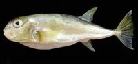Half-smooth golden pufferfish (Lagocephalus spadiceus)