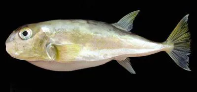 Half-smooth golden pufferfish (Lagocephalus spadiceus)