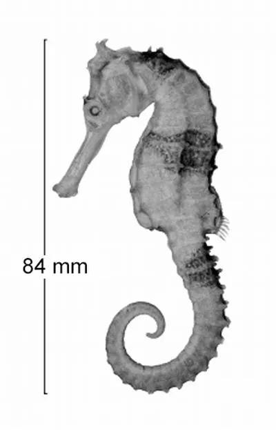 Half-spined seahorse (Hippocampus semispinosus)