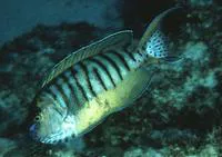 Halfbanded angelfish (Genicanthus semicinctus)