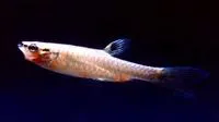 Halfbanded pyrrhulina (Pyrrhulina laeta)