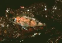 Halfbanded rockfish (Sebastes semicinctus)