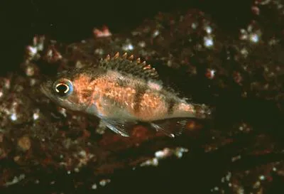 Halfbanded rockfish (Sebastes semicinctus)