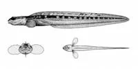 Halfbarred pout (Gymnelus hemifasciatus)