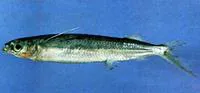 Halfbeak (Hemiramphus convexus)