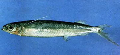 Halfbeak (Hemiramphus convexus)