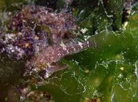 Halfblack Triplefin (Enneapterygius hemimelas)