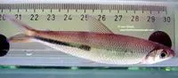 Halfline hemiodus (Hemiodus semitaeniatus)