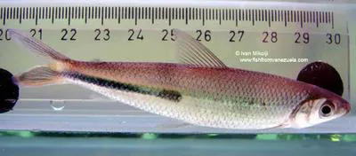 Halfline hemiodus (Hemiodus semitaeniatus)