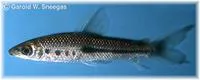 Halfline leporinus (Leporinus nigrotaeniatus)