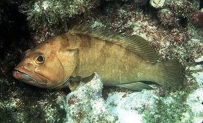 Halfmoon grouper (Epinephelus rivulatus)