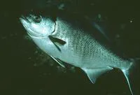 Halfmoon (Medialuna californiensis)
