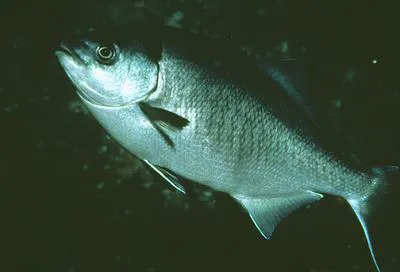 Halfmoon (Medialuna californiensis)