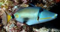 Halfmoon picassofish (Rhinecanthus lunula)