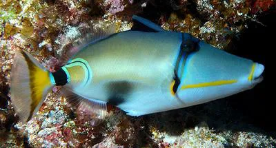 Halfmoon picassofish (Rhinecanthus lunula)