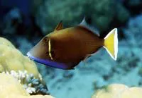 Halfmoon triggerfish (Sufflamen chrysopterum)