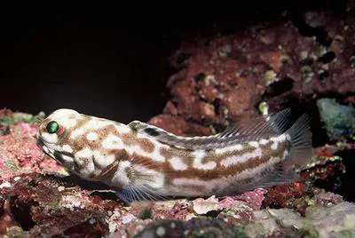 Halfnaked jawfish (Opistognathus seminudus)
