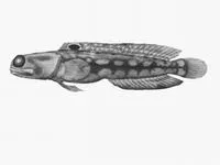 Halfscaled jawfish (Opistognathus margaretae)