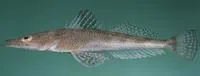 Halfspined flathead (Sorsogona prionota)