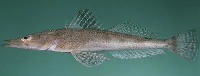 Halfspined flathead (Sorsogona prionota)
