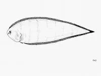 Halfstriped tonguefish (Symphurus prolatinaris)