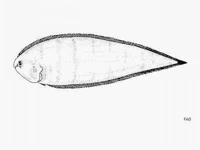 Halfstriped tonguefish (Symphurus prolatinaris)