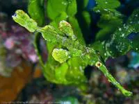 Halimeda ghostpipefish (Solenostomus halimeda)