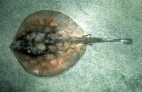 Haller's round ray (Urobatis halleri)