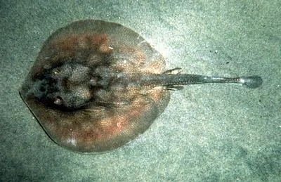 Haller's round ray (Urobatis halleri)